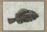Framed Fossil Fish (Cockerellites) - Wyoming #143991-1